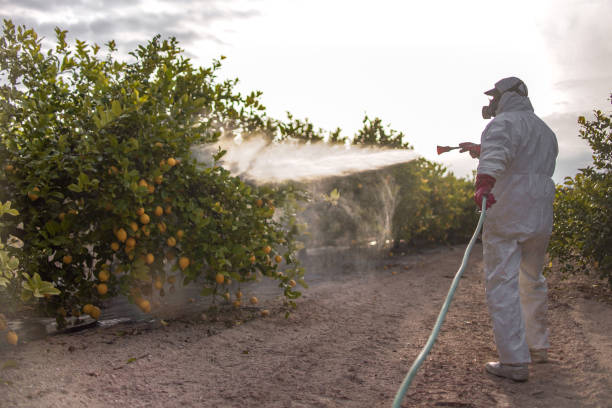 Best Termite Control Services  in Lathrop, MO