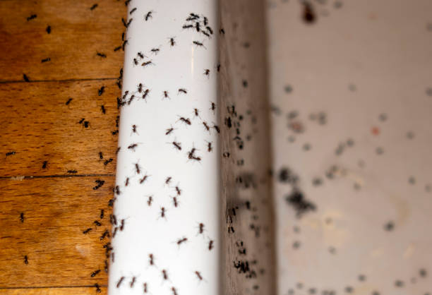 Best Termite Control Services  in Lathrop, MO