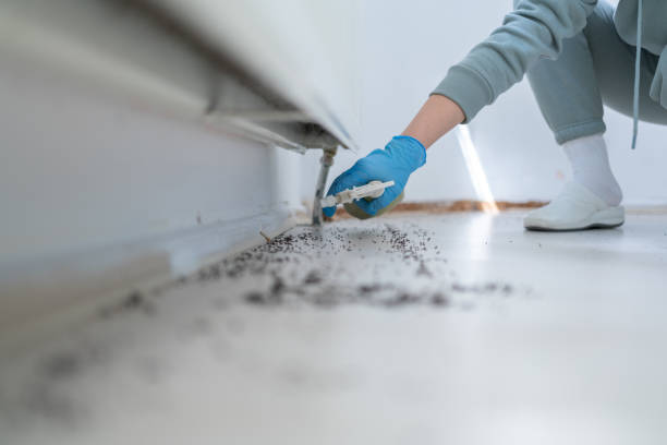 Flea Control Services in Lathrop, MO